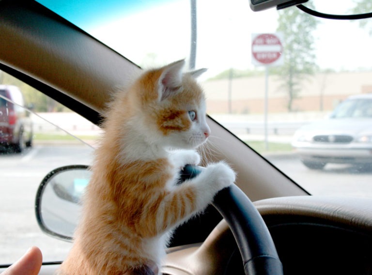 20+ gatti in automobile