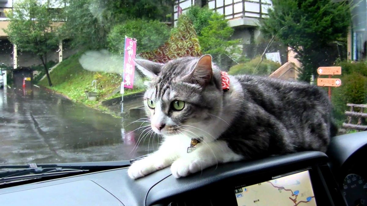 mei-the-cat-fights-windshield-wipers-from-the-dashboard-of-a-car