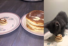 Pancake a colazione per il gattino Mr. Wilson