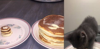 Pancake a colazione per il gattino Mr. Wilson