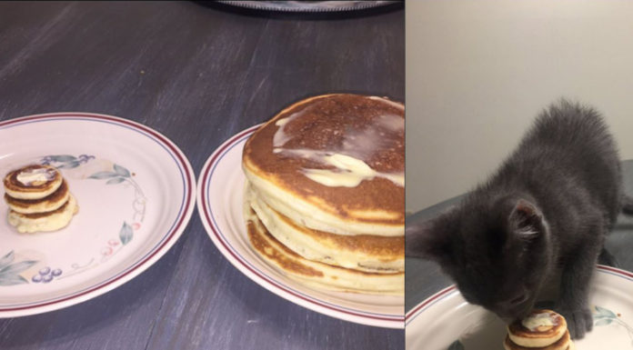 Pancake a colazione per il gattino Mr. Wilson