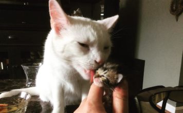 Il gatto Benny consola i mici orfani