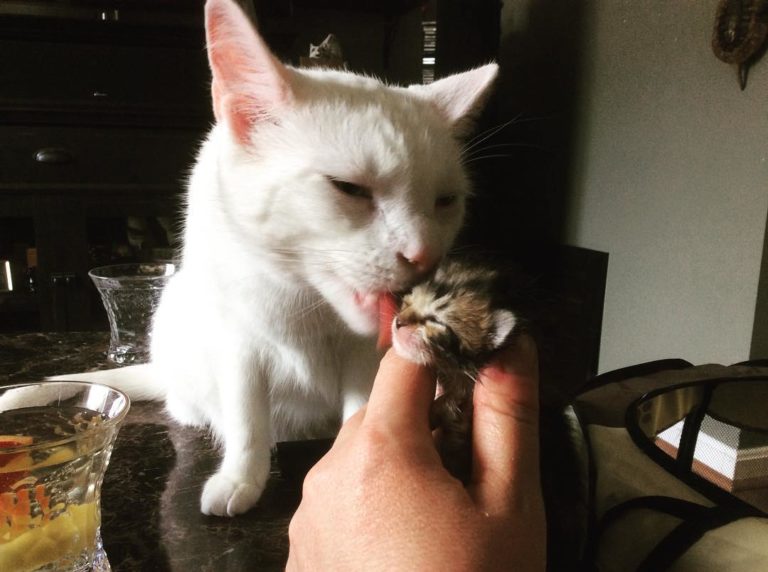 Il gatto Benny consola i mici orfani