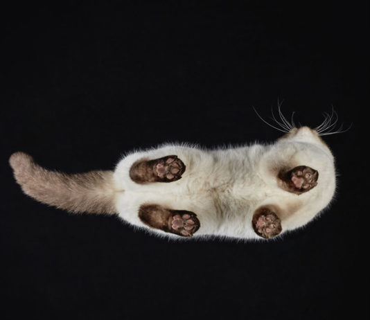 © Andrius Burba