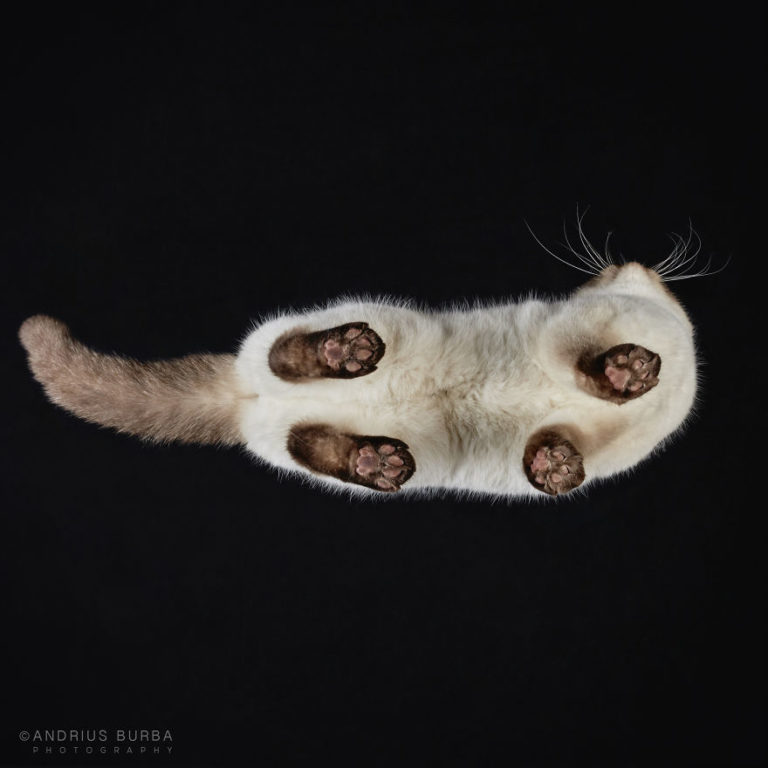 © Andrius Burba
