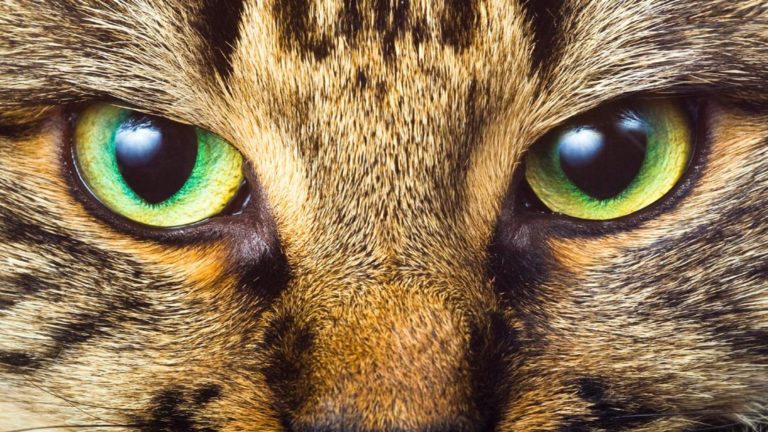 Salute: gli occhi del gatto