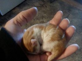 Il piccolo Peanut dopo pochi giorni dal ritrovamentp
