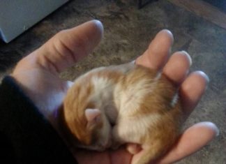 Il piccolo Peanut dopo pochi giorni dal ritrovamentp