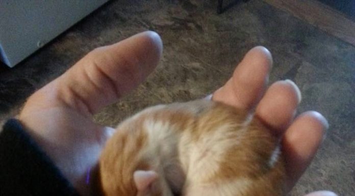Il piccolo Peanut dopo pochi giorni dal ritrovamentp