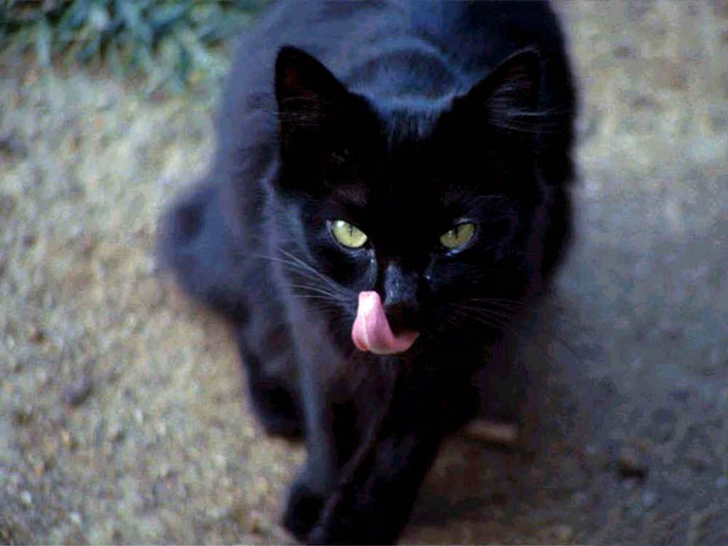 blackcat3