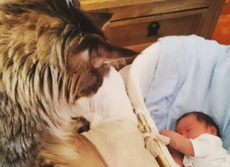 Il gatto Ludo veglia sul fratellino Ryder