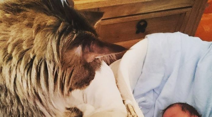 Il gatto Ludo veglia sul fratellino Ryder
