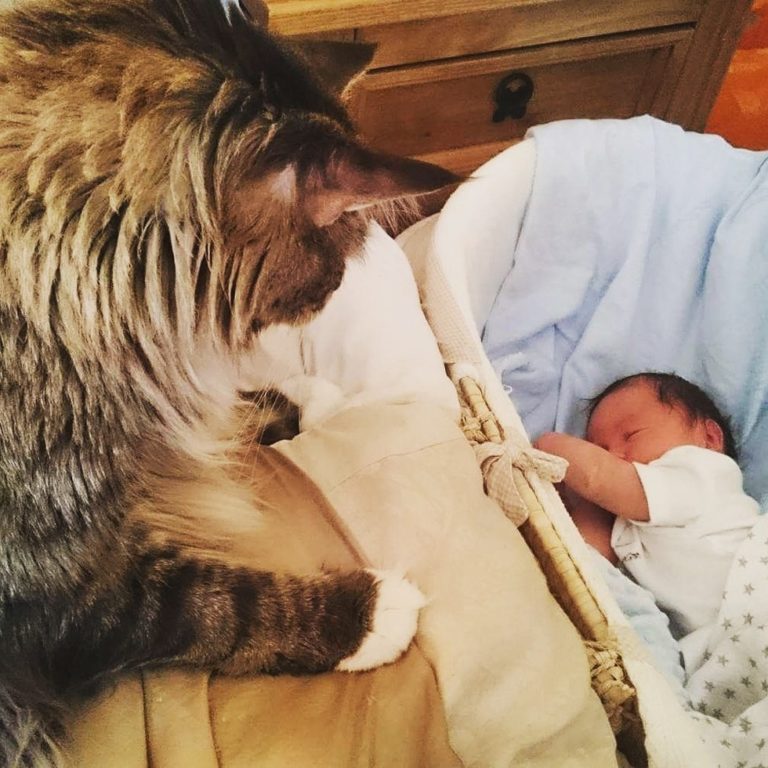 Il gatto Ludo veglia sul fratellino Ryder