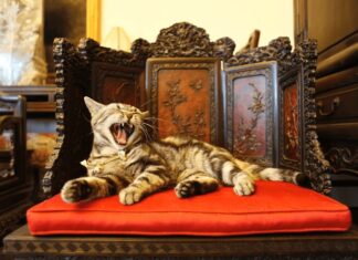 I gatti di Guanfu