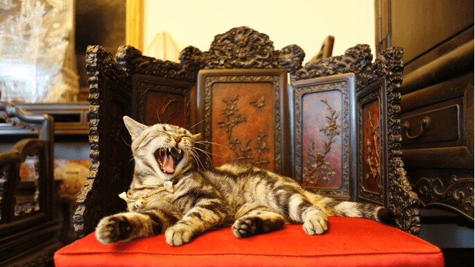 I gatti di Guanfu