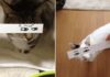 Gatti che strappano un sorriso