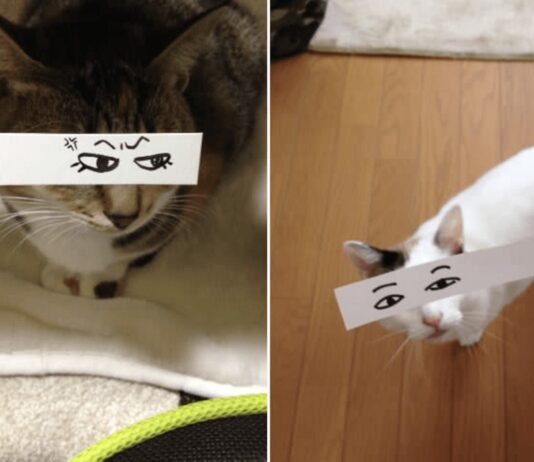 Gatti che strappano un sorriso