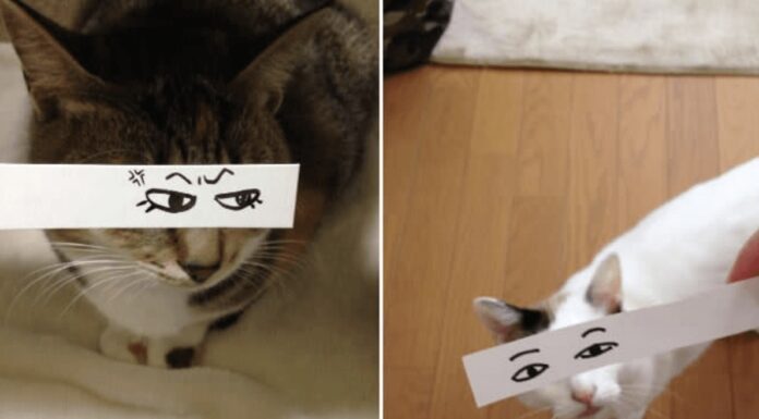Gatti che strappano un sorriso