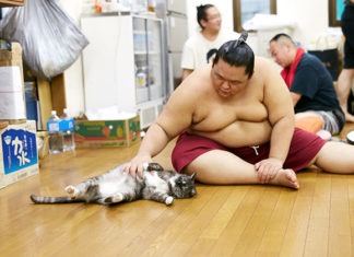 Muur, un gatto tra i giganti del sumo giapponese