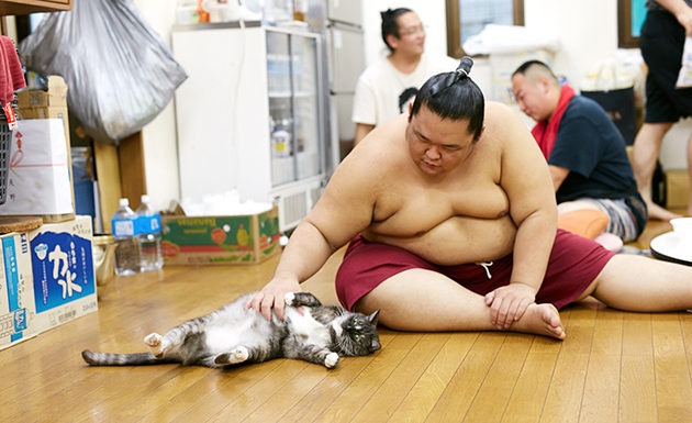 Muur, un gatto tra i giganti del sumo giapponese