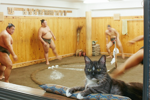 Muur, un gatto tra i giganti del sumo giapponese