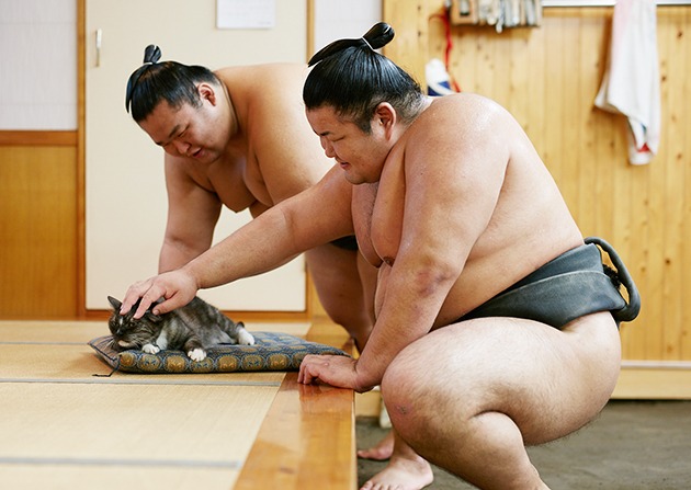 Muur, un gatto tra i giganti del sumo giapponese