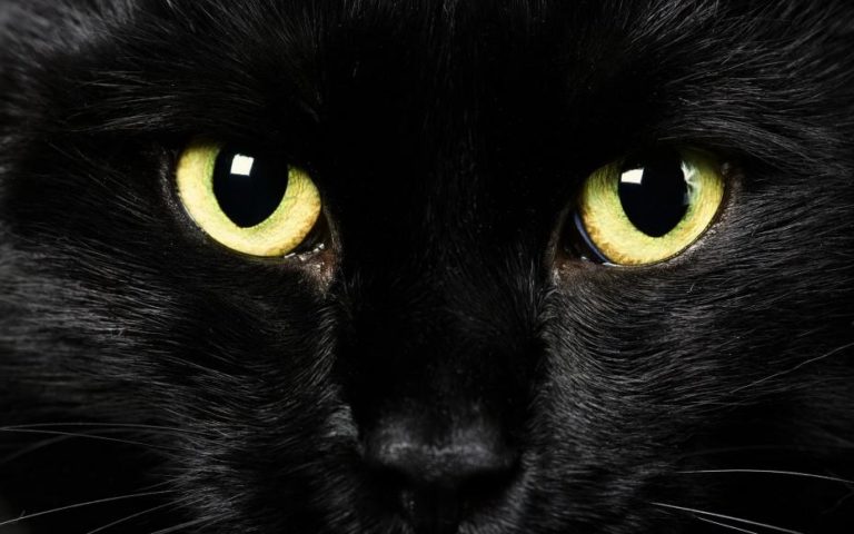 Black Friday, gatti neri in adozione