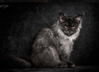 maine coon