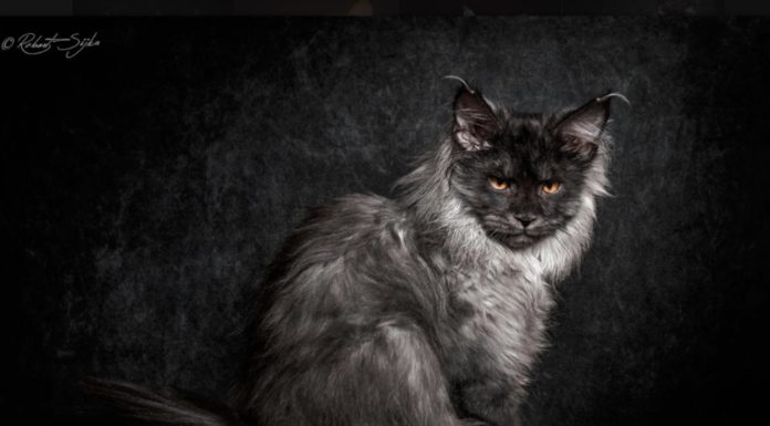 maine coon