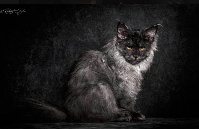 maine coon