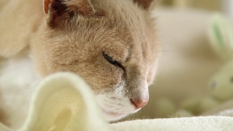 Il video per donare puro relax, a suon di fusa