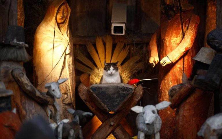 20+ Gatti nel Presepe