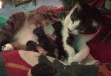 Mamma Tink e i suoi quattro gattini