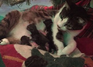 Mamma Tink e i suoi quattro gattini