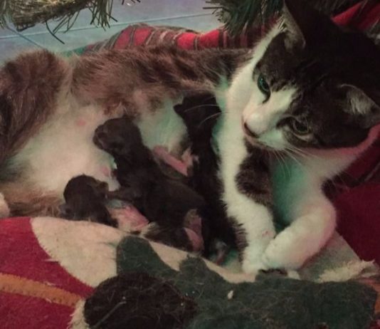 Mamma Tink e i suoi quattro gattini
