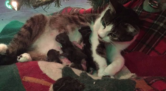 Mamma Tink e i suoi quattro gattini