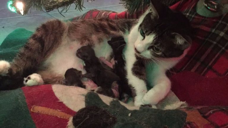Mamma Tink e i suoi quattro gattini