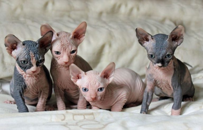 20 foto che dimostrano quanto siano adorabili i gattini senza pelo