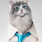 nine-lives-2016-after-credits-hq