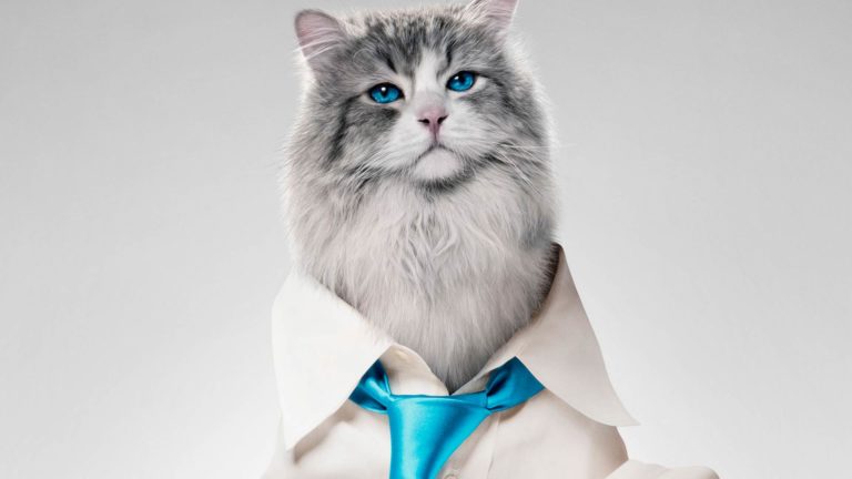 Una vita da gatto – Film (2016) – Recensione