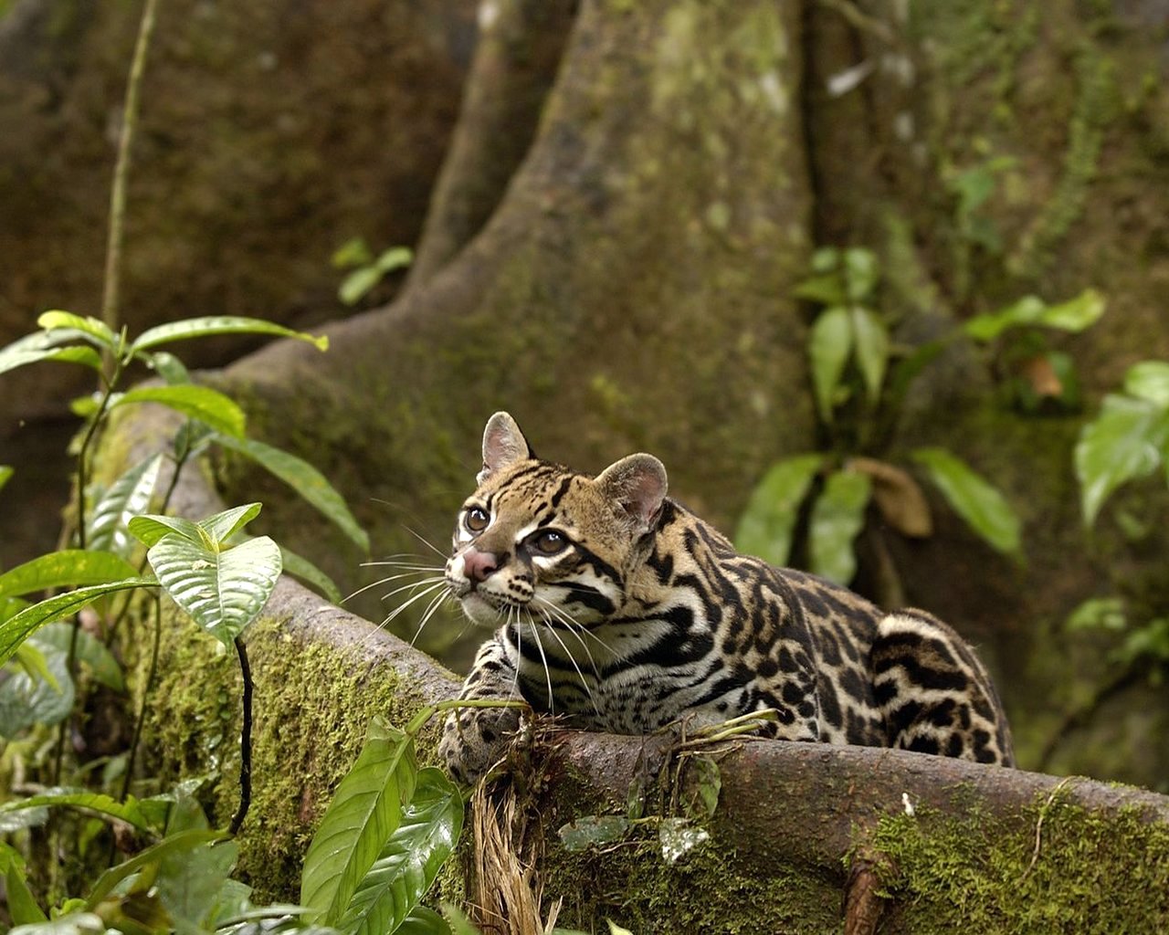 L'areale del gatto Ocelot va dal Texas all'isola di Trinidad, passando dal Messico all'America Centrale