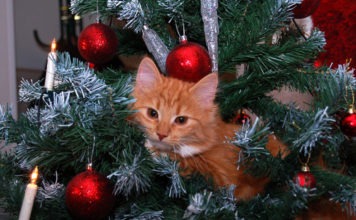 Gatti sull’Albero di Natale: le più belle immagini