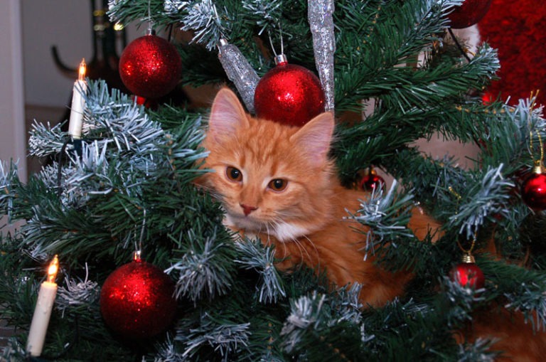 Gatti sull’Albero di Natale: le più belle immagini