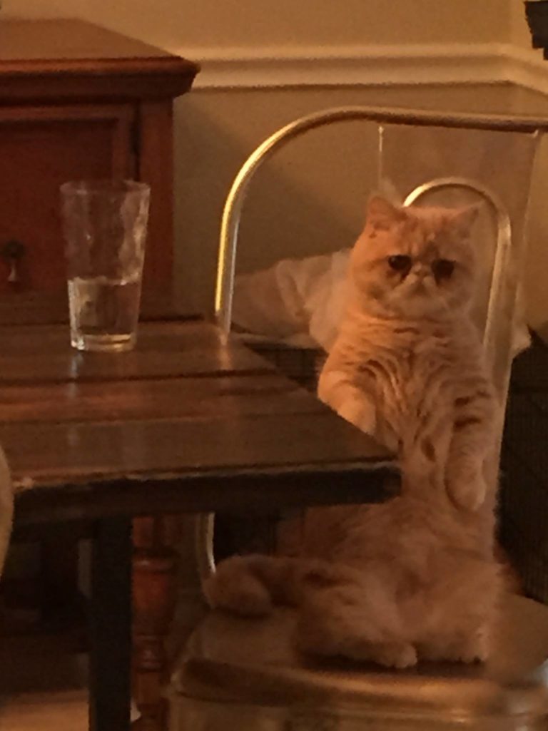 George, il gatto che ama stare in piedi su due zampe