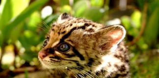 Dopo vent'anni, scoperti gatti Ocelot selvatici nel South Texas
