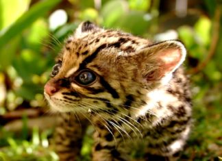 Dopo vent'anni, scoperti gatti Ocelot selvatici nel South Texas