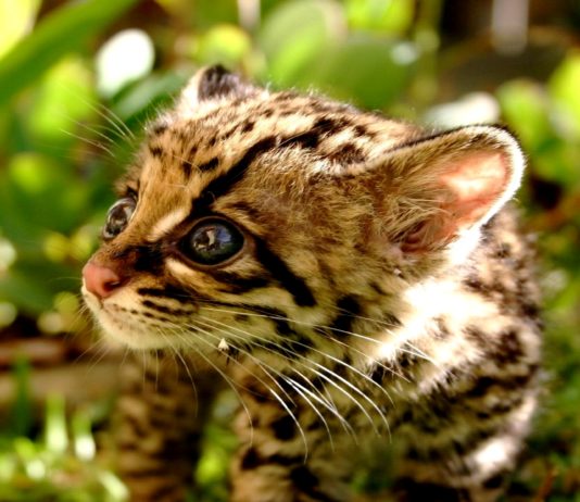 Dopo vent'anni, scoperti gatti Ocelot selvatici nel South Texas