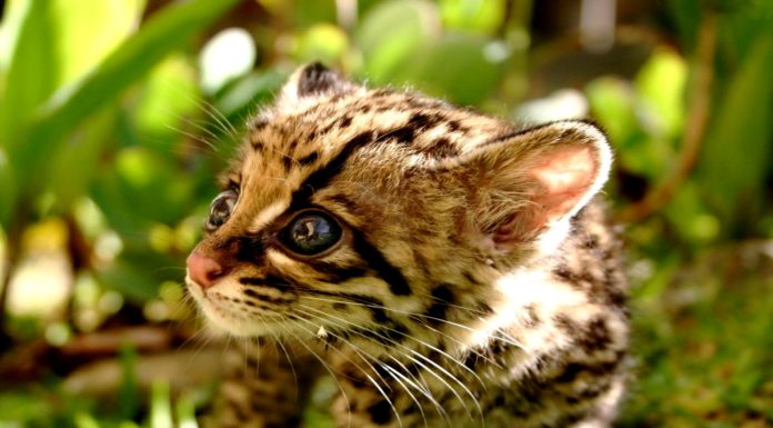 Dopo vent'anni, scoperti gatti Ocelot selvatici nel South Texas