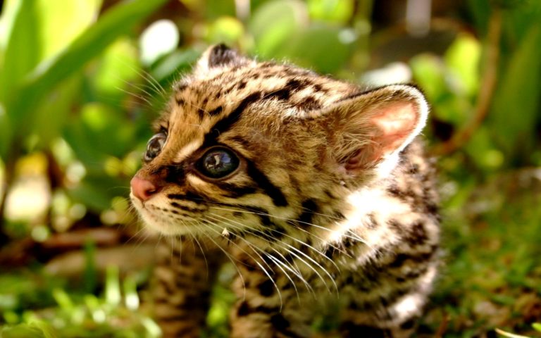 Dopo vent'anni, scoperti gatti Ocelot selvatici nel South Texas