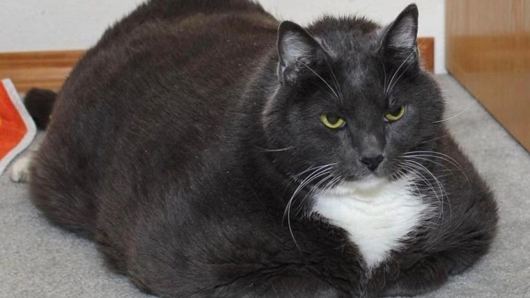 Gatto obeso perde cinque chili e ritrova la felicità